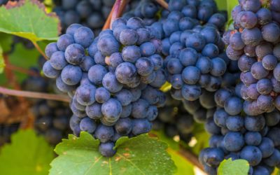 Cette technique nous permet de remplir pleinement nos objectifs de production de vin