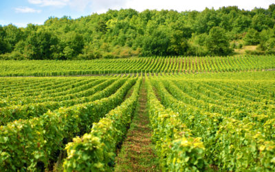 Gabriel Remuet maîtrise totalement le procédé de la thermovinification