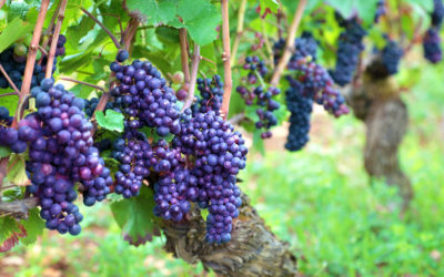 Grâce à la thermovinification, nous obtenons des vins plus fruités et charnus