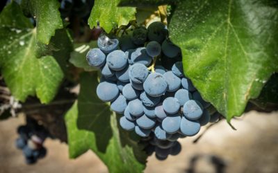Ce procédé de MPC sur nos cabernets nous permet de remonter d’un cran ses cuvées